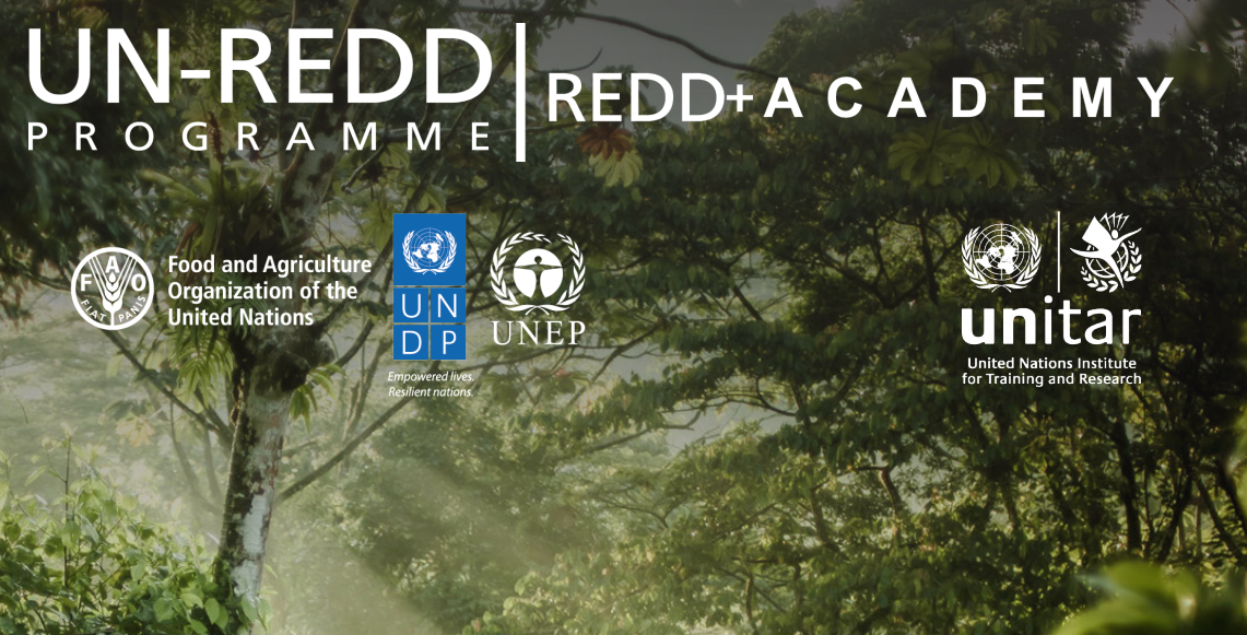 Les principes fondamentaux de la REDD+