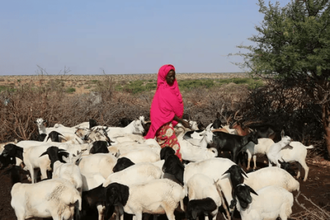 One Health in action against Neglected Tropical Diseases
