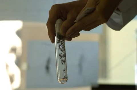 Introduction to Dengue