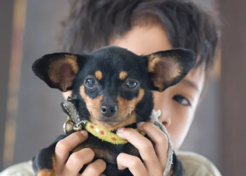 Rabies & One Health: From basics to cross-sectoral action to stop human rabies deaths
